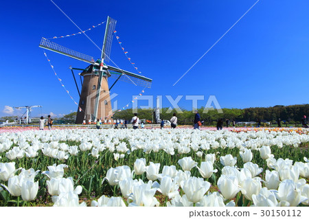 Sakura Furusato Square Tulip 30150112