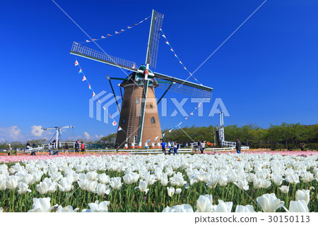 Sakura Furusato Square Tulip 30150113
