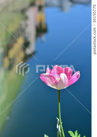 One flower 30150770
