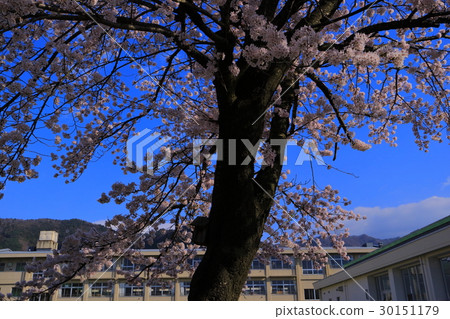 櫻花和公立小學建築（在富士吉田市） 30151179