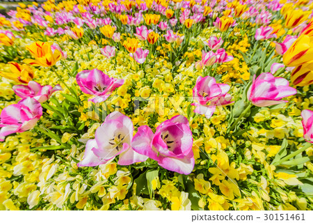 Tulip and viola Tulip and viola 30151461