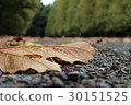 Fallen leaves  30151525
