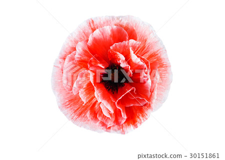 poppy flower isolated 30151861