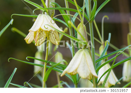 Shell mother 30151957