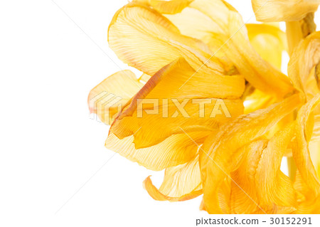 tulip tulip 30152291