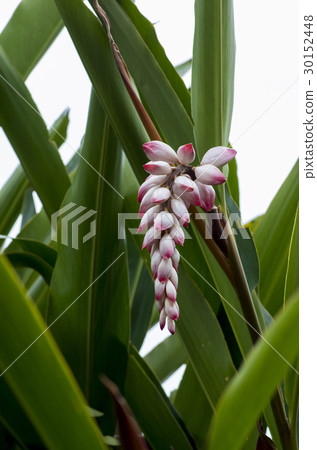 Ghetto Ghetto 30152448