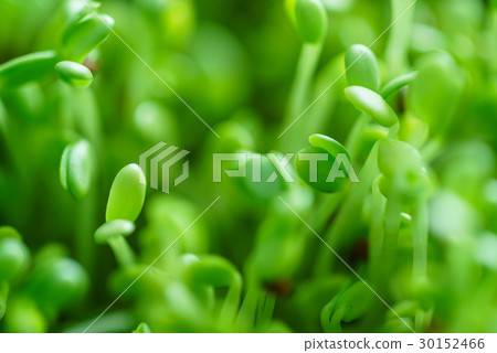 microgreen field 30152466