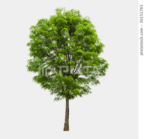 Trees isolated on white background 30152763