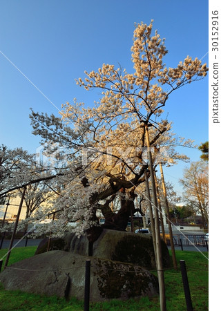 Shimblers cherry blossoming in the morning sun 30152916