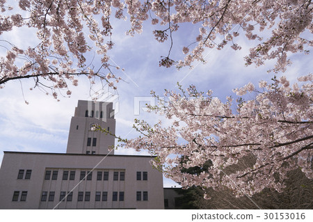 Cherry blossoms in full bloom shining in the blue sky Cherry blossoms in full bloom shining in the blue sky 30153016