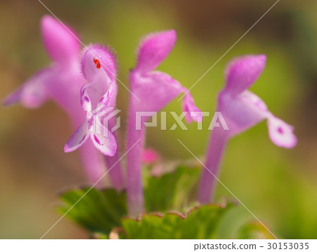 Hotokenoza weeds spring 30153035