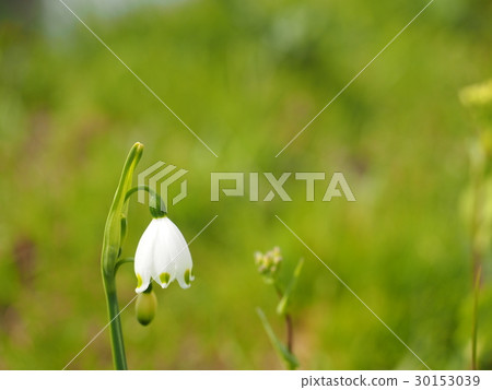 Snowflake flowers 30153039