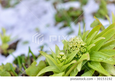 Snowflake and Blooming 2 Snowflake and Blooming 2 30153192