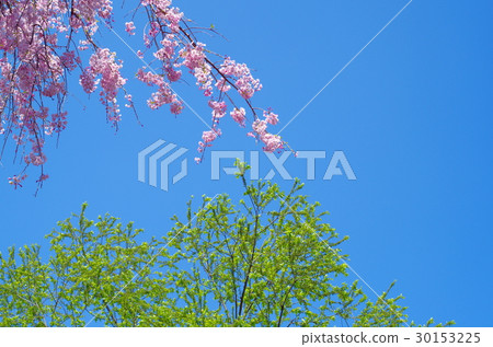 Yellow cherry blossoms and young leaves and blue sky Yellow cherry blossoms and young leaves and blue sky 30153225