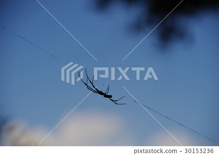 Spider's silhouette 30153236