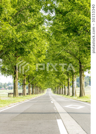 Metasequoia tree-lined road ecology image Environment image background material 30153340