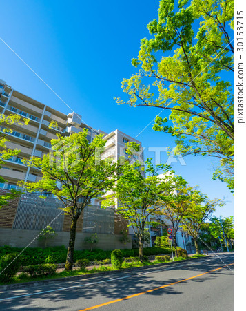 Street trees and condominiums of fresh green zelkova Street trees and condominiums of fresh green zelkova 30153715