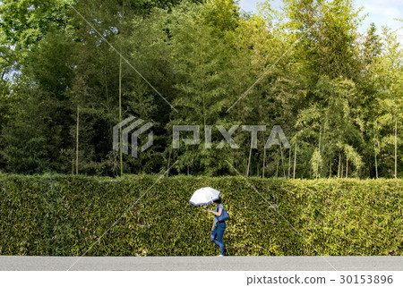 Fresh green Katsura Rikyu garden 30153896