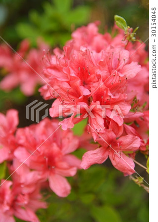 大和杜鵑花 大和杜鵑花 30154048