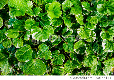Group of polyscias. Group of polyscias. 30154144