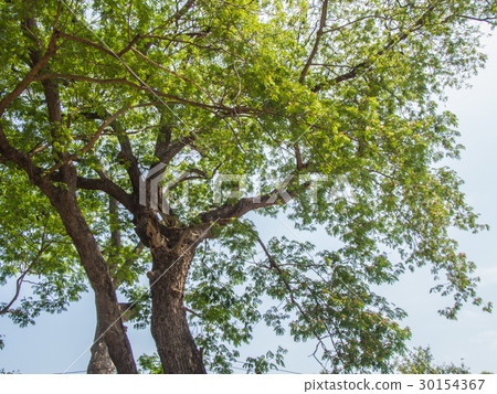 green leaf on tree branch for background 30154367