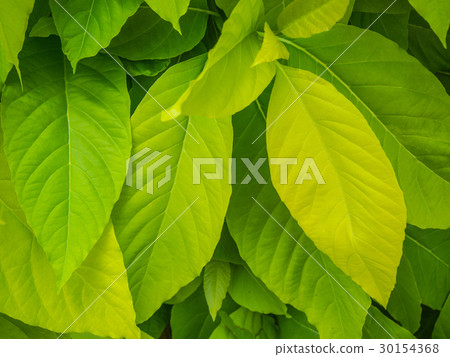 green leaf on the tree for background 30154368