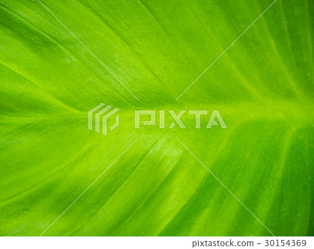 green leaf texture background 30154369