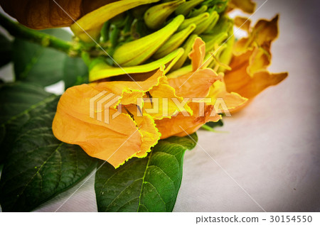 Africom Tulip Tree Africom Tulip Tree 30154550