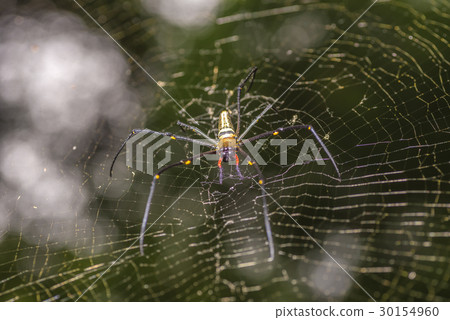 Golden silk orb-weaver spider. blurry background Golden silk orb-weaver spider. blurry background 30154960