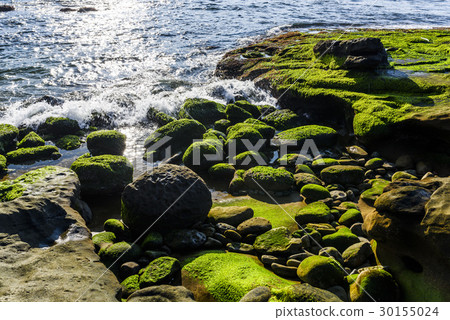 Coastal stone with algae in New Taipei, Taiwan Coastal stone with algae in New Taipei, Taiwan 30155024