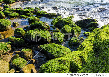 Coastal stone with algae in New Taipei, Taiwan Coastal stone with algae in New Taipei, Taiwan 30155026