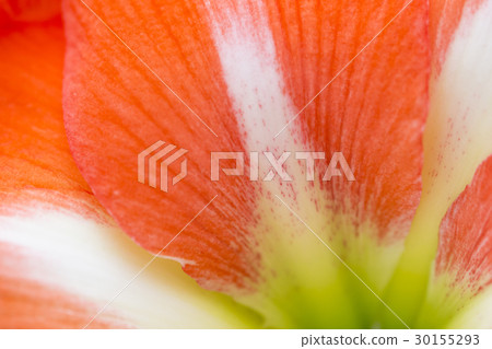 Amaryllis Petal Close-up Amaryllis Petal Close-up 30155293