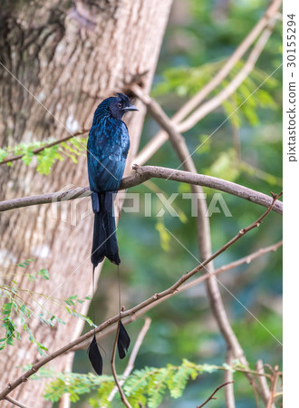 Black Bird, Greater Racket-tailed Drongo Black Bird, Greater Racket-tailed Drongo 30155294