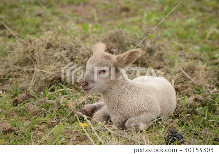 羔羊她出生在過去·Kohiti 30155303