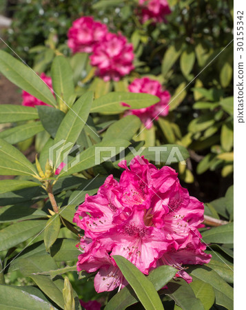 Rhododendron 30155342