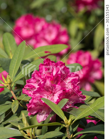 Rhododendron 30155343