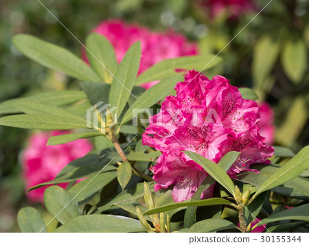 Rhododendron Rhododendron 30155344