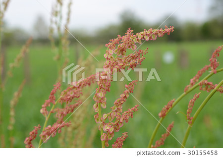 Swiva · O Swiva · O 30155458