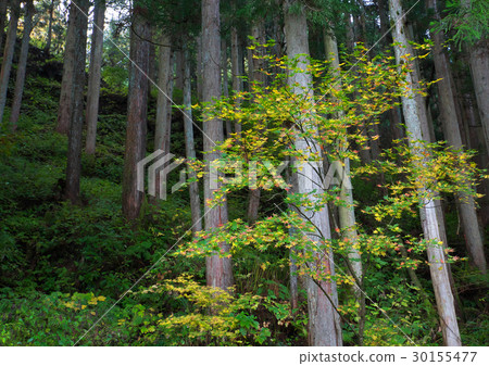 秋葉在富山市 秋葉在富山市 30155477