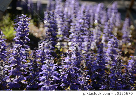 Seiyo Juunihituee · Twelve Westerns Seiyo Juunihituee · Twelve Westerns 30155670