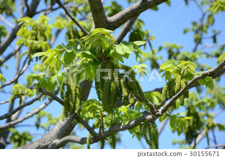Onigurumi /邪魔核桃男性花 30155671