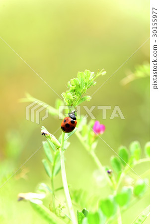 A ladybird that prey on aphids A ladybird that prey on aphids 30155977