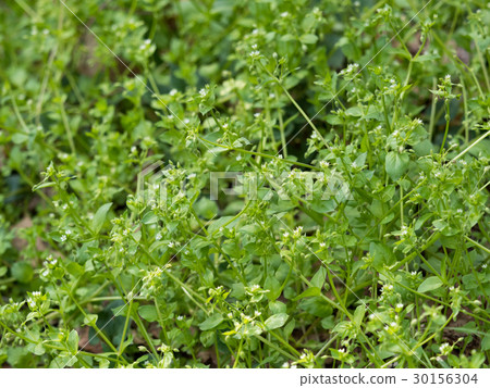 繁縷 繁縷 30156304