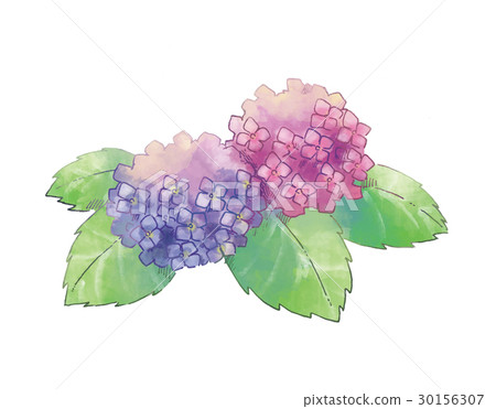 hydrangea hydrangea 30156307