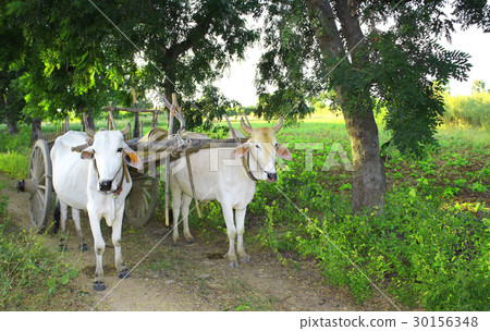 Two asian oxen harnessed to a wooden cart 30156348