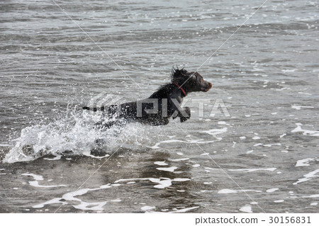 a wet brown working type cocker spaniel puppy leap 30156831