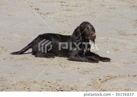 a brown working type cocker spaniel puppy lying 30156837