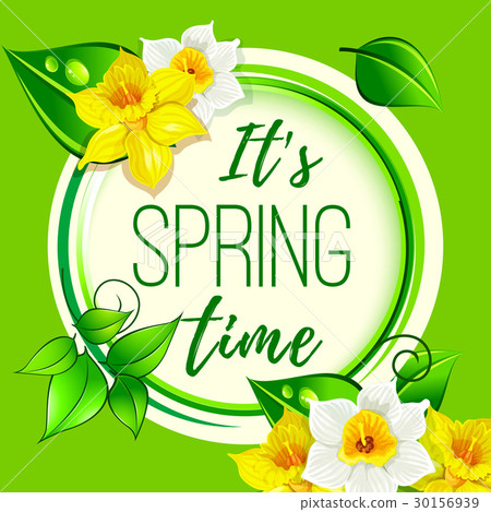 Vector spring greeting card of dafodil flowers 30156939