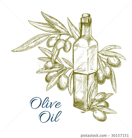 Olive oil bottle and olives branch vector sketch Olive oil bottle and olives branch vector sketch 30157151