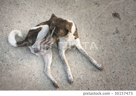 The dog enjoying on the road , Concept Happy 30157473